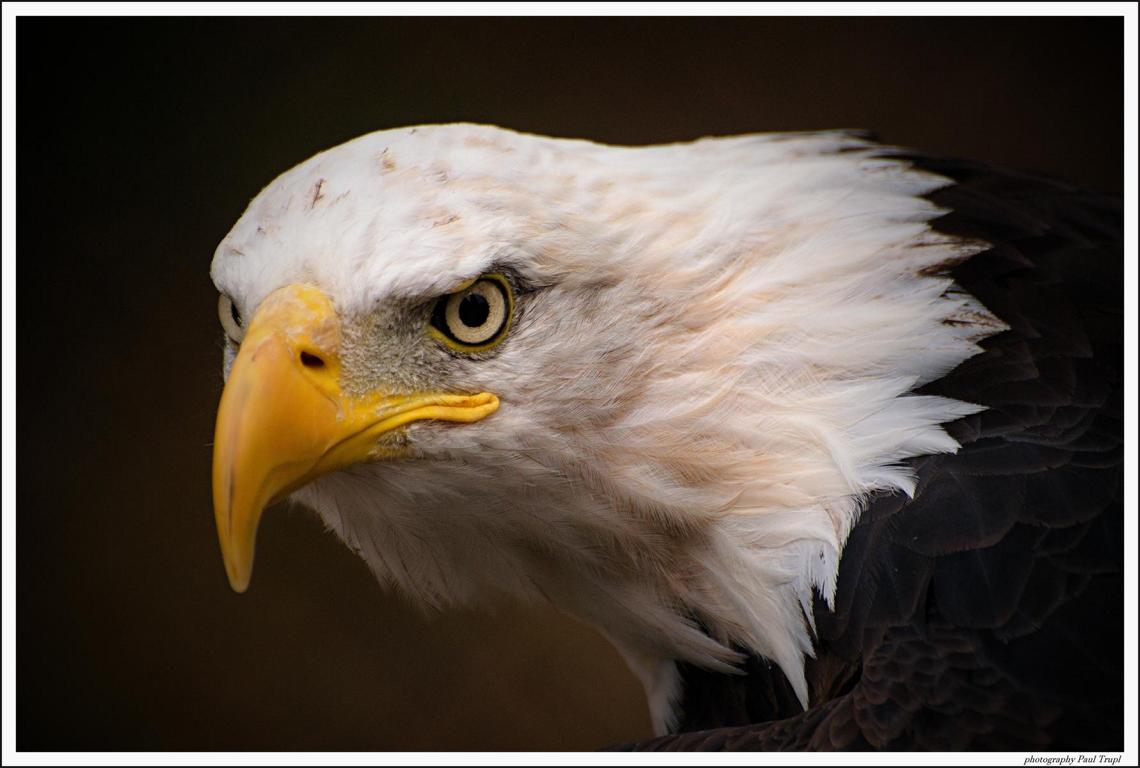Paul Trupl - American eagle