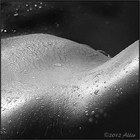 Allio Art - Dampelvis Allio Art - Dampelvis
