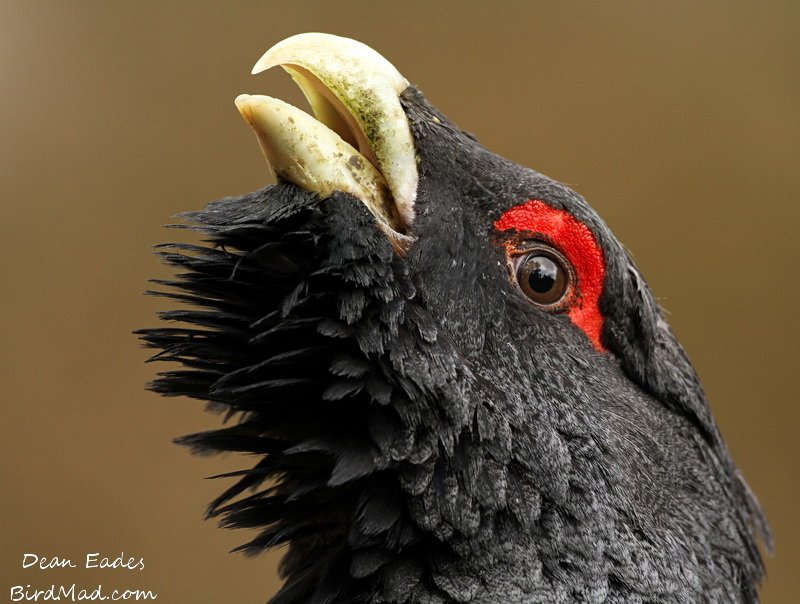 Dean Eades - Capcaillie 