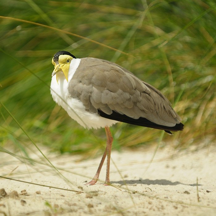 Radek Čepelák - water bird 